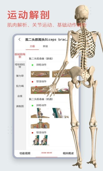 3Dbody艺用 3Dbody艺用