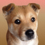 宠物连的快 最新手游