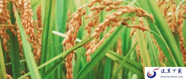 爱奇艺上能看电影隐入尘烟吗_隐入尘烟在哪个平台能看呢