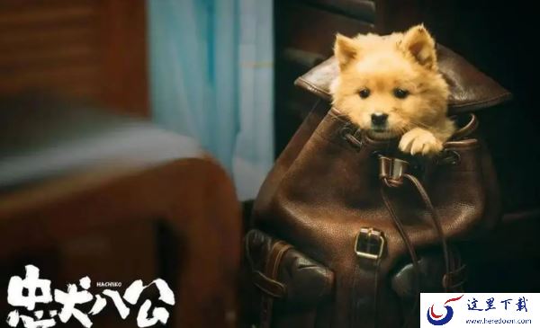 国产版忠犬八公和原作有区别吗_忠犬八公在哪能下载缓存